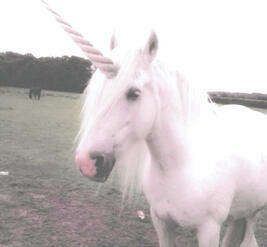 #unicorn